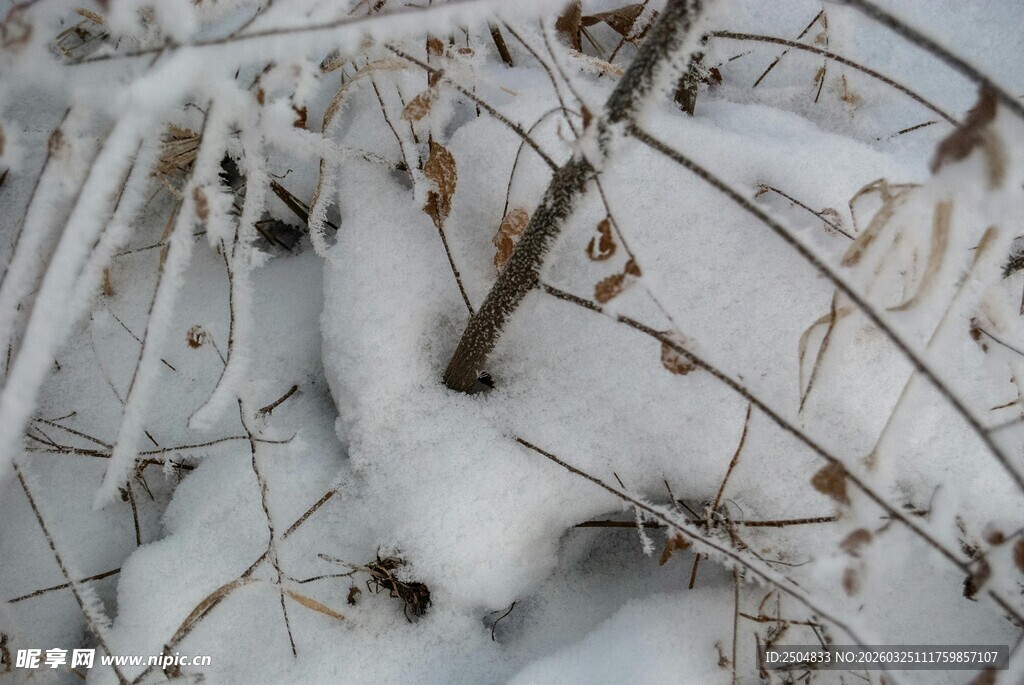 雪覆枯藤景象
