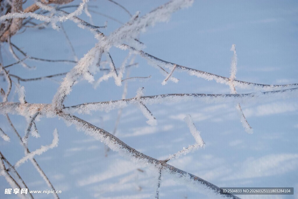 冬日枝头的晶莹冰挂