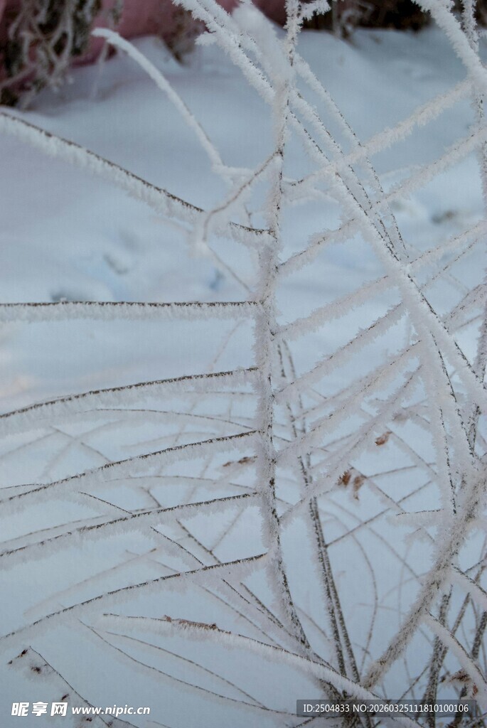 雪覆树枝的冬日景象