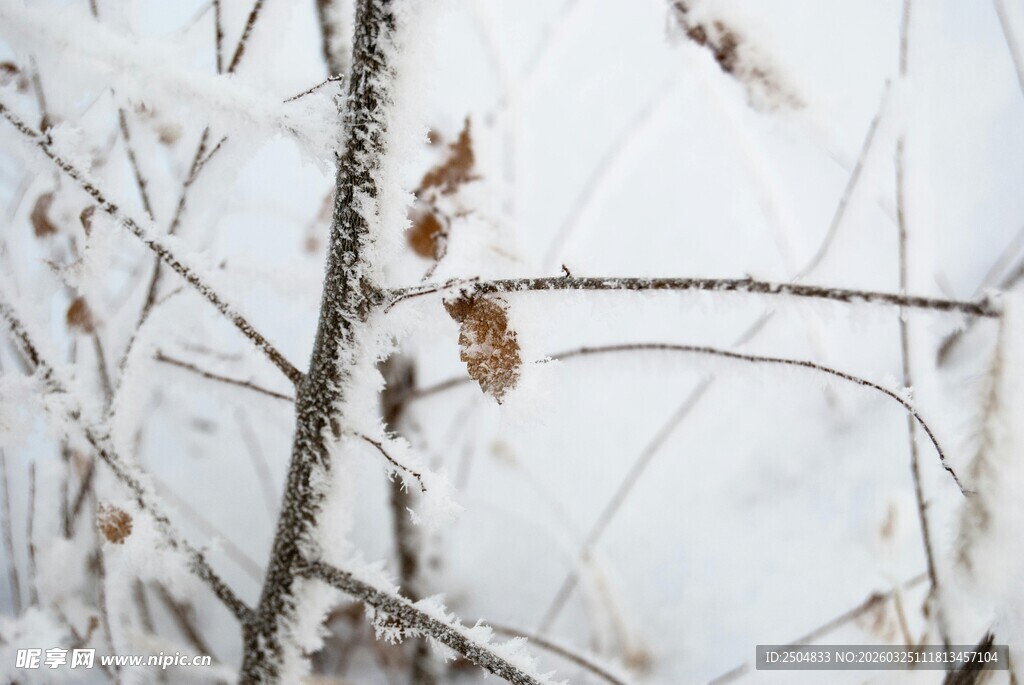 雪覆枯枝 残叶犹存