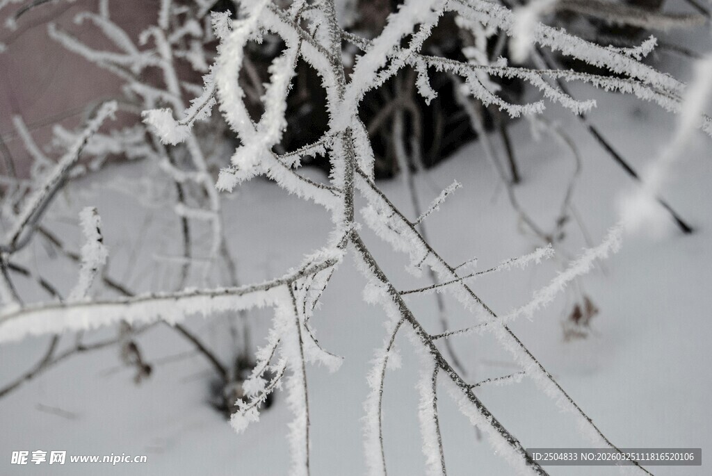 雪覆树枝 冬日素雅景致
