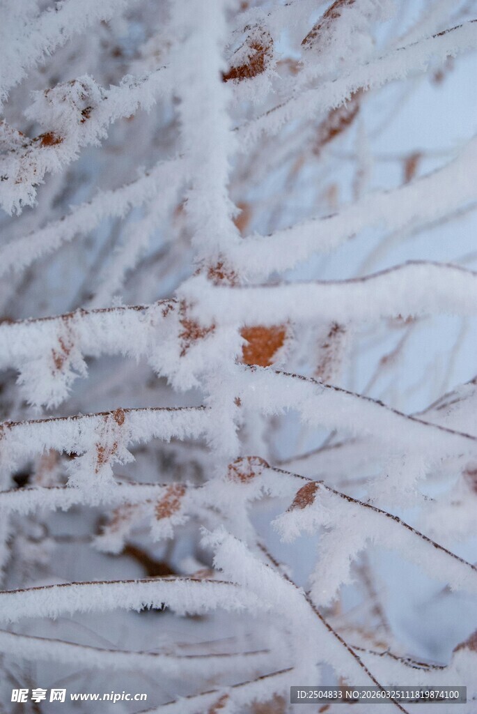 冬日覆雪树枝特写