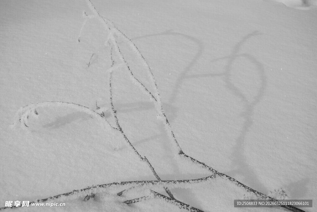 雪地上的树枝与神秘痕迹