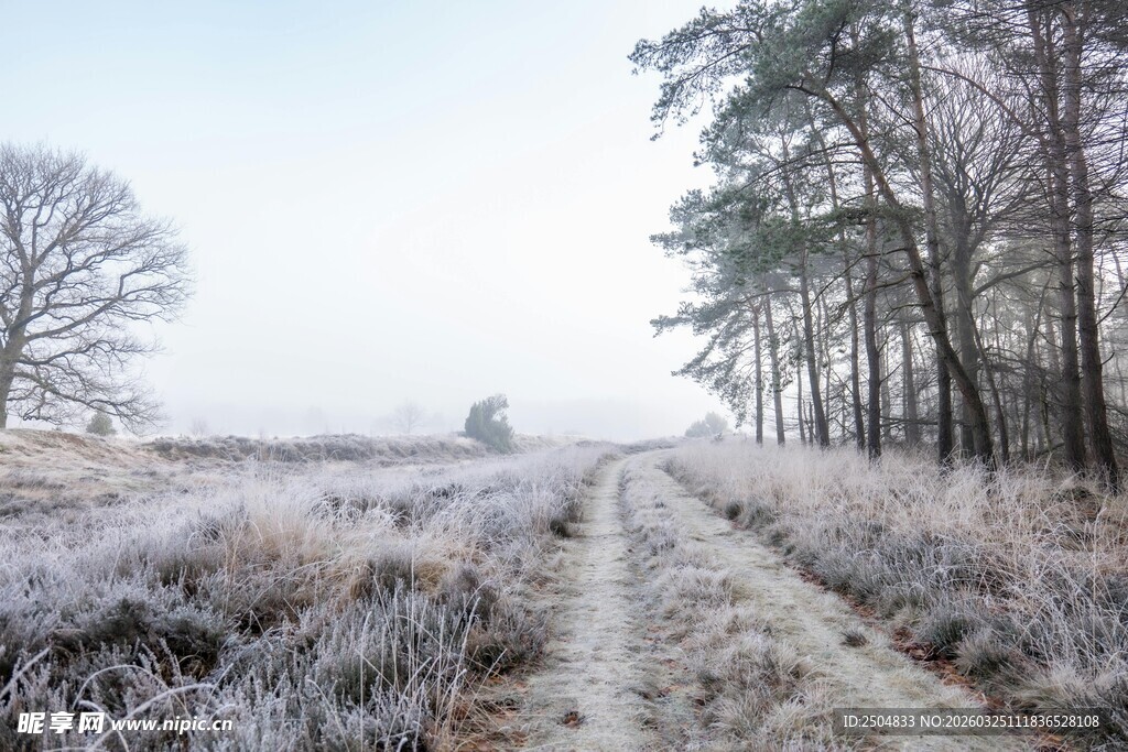 冬日霜覆田野林间小道