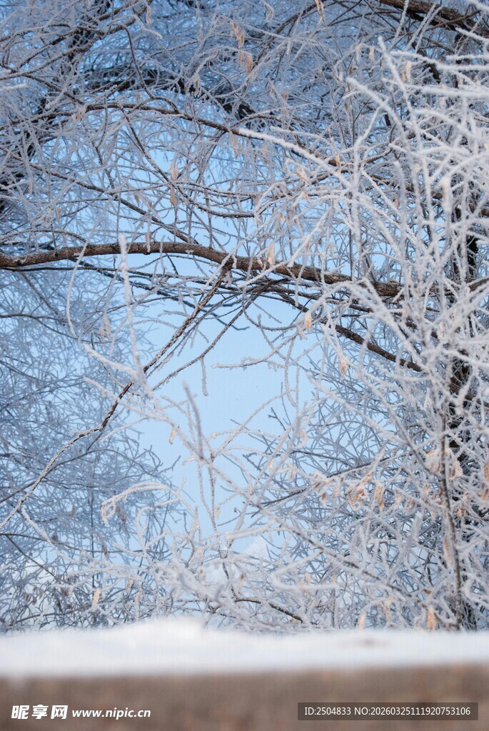 冬日覆雪树枝景致