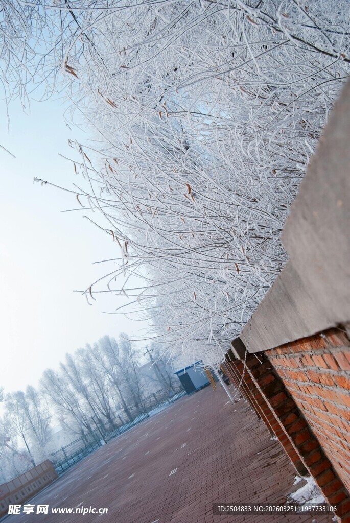 冬日覆雪街道与光秃树枝