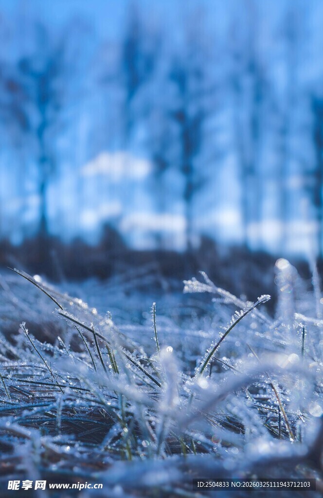 冬日霜覆草地与远树景象