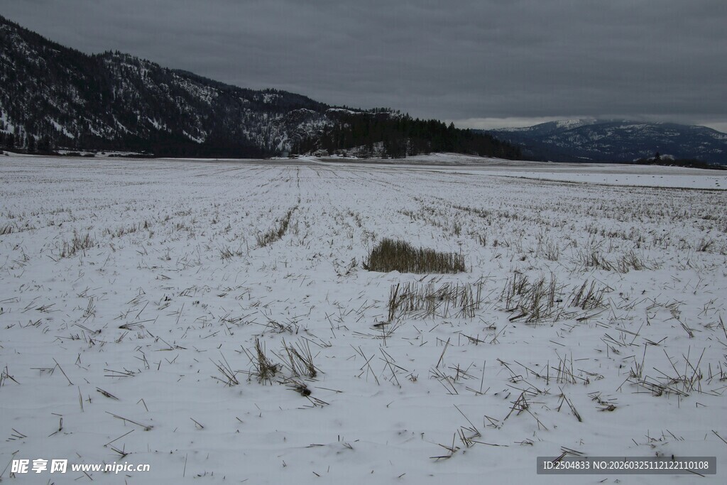 雪地旷野中的孤寂景象