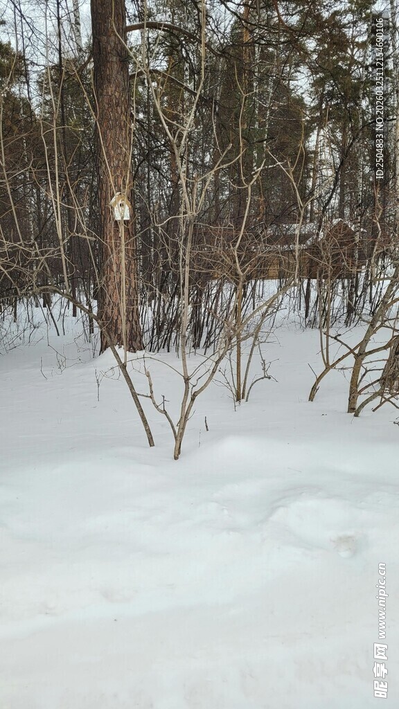 冬日雪地林间景象