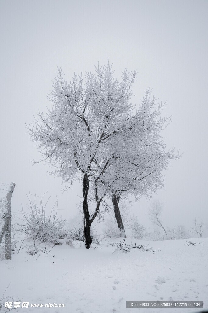 雪覆孤树的冬日景致