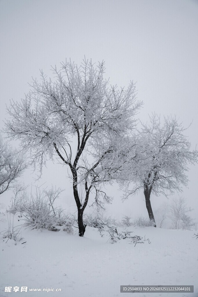雪覆树木的冬日景象