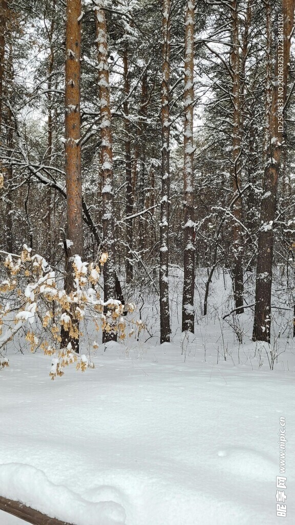冬日雪覆森林美景