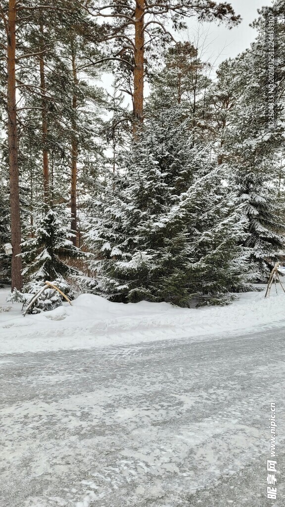 冬日松林雪景