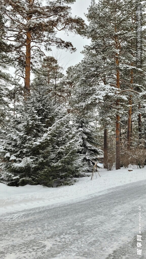 冬日雪覆林间小路