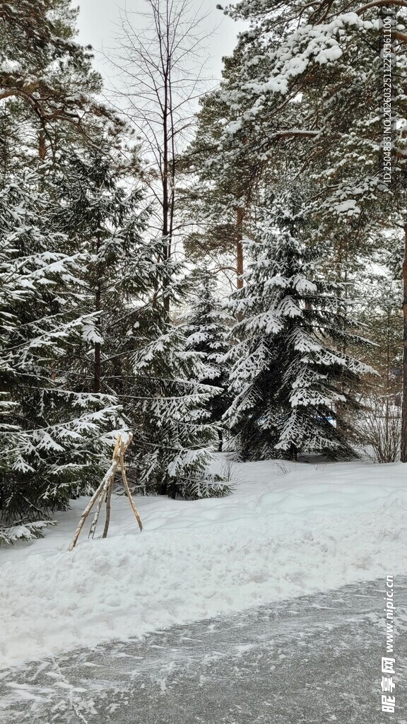 冬日雪覆森林静谧美景