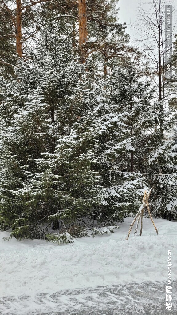 雪覆松林冬日美景