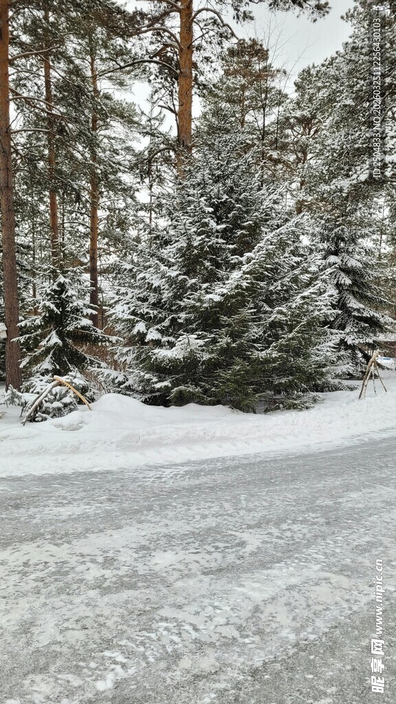 冬日雪林静谧美景