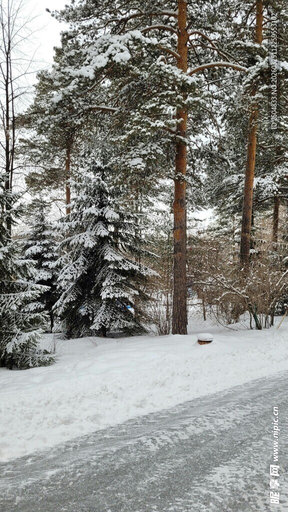 冬日雪覆林间小路