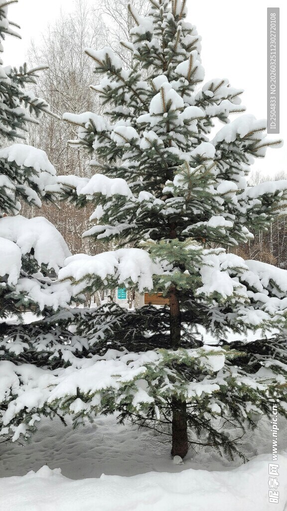 雪覆松树冬日美景
