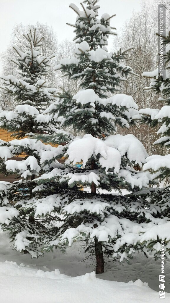 雪覆松树冬日美景