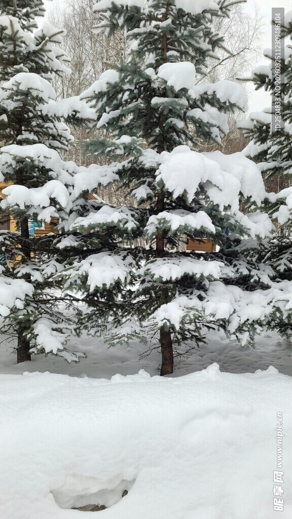 雪覆树木的冬日美景