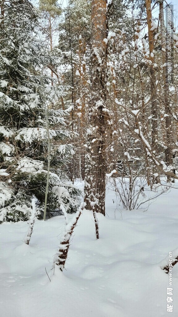冬日雪覆森林美景