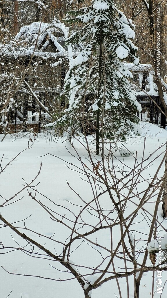 雪覆树木的冬日静谧景象
