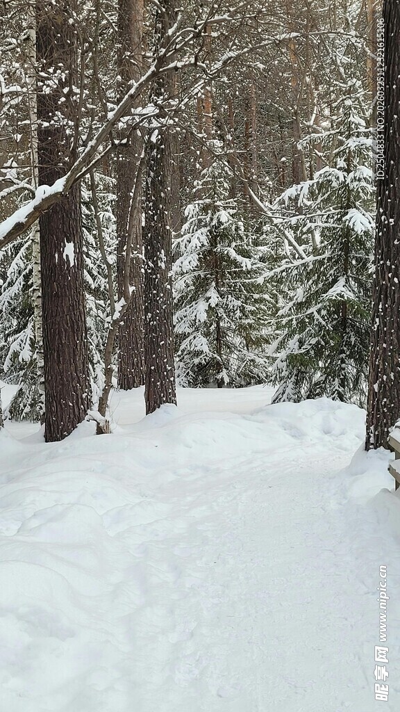 冬日雪覆林间小道