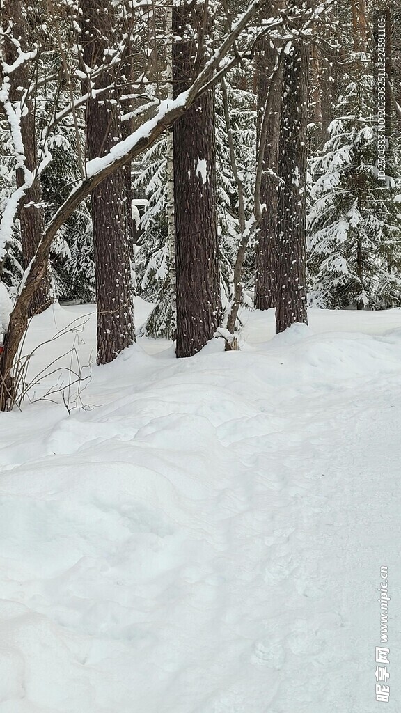 冬日雪林小径