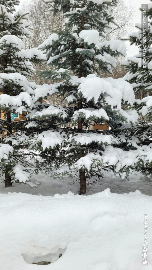 雪覆松林美景