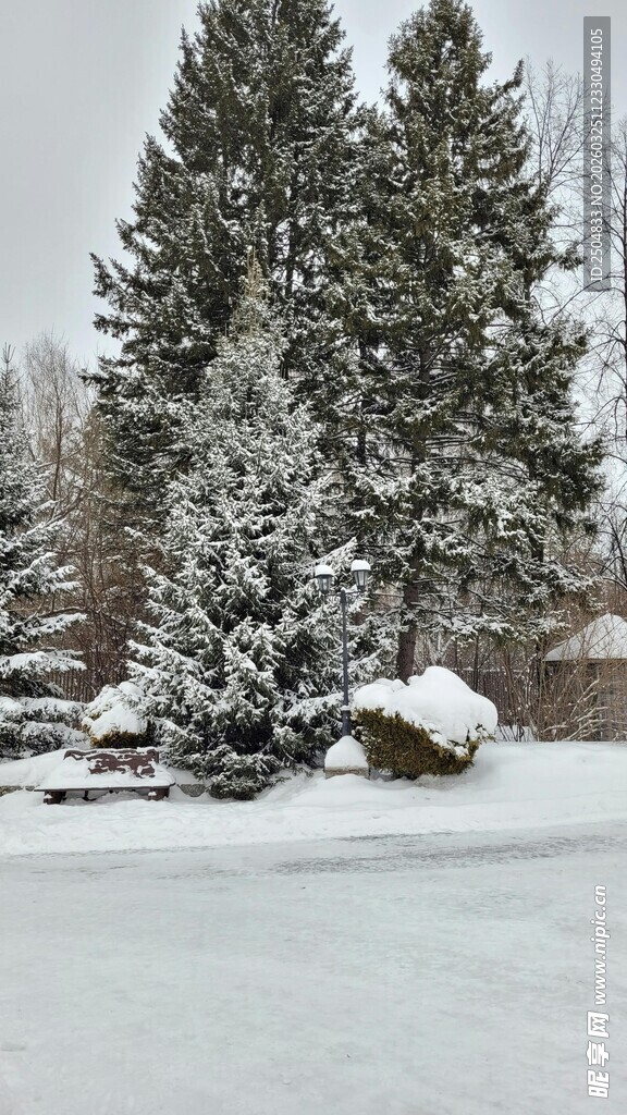 冬日雪景中的树木与车辆