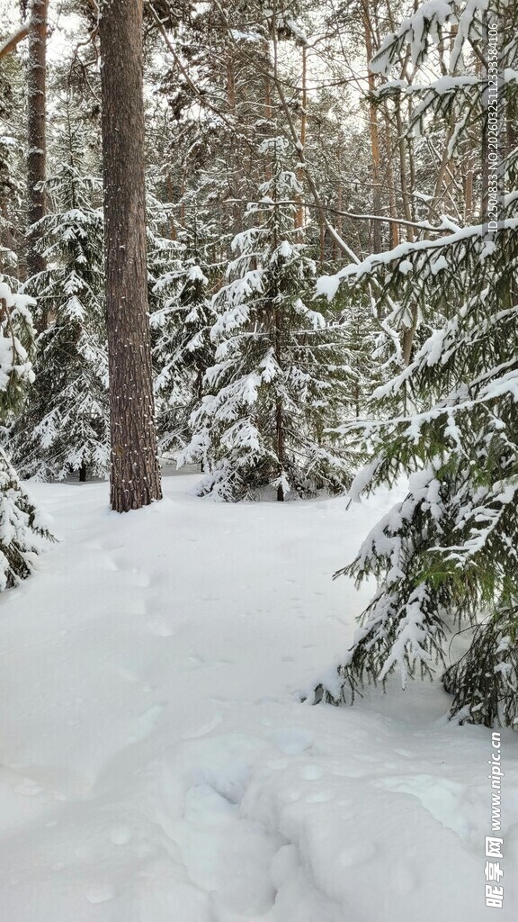 冬日雪覆森林美景