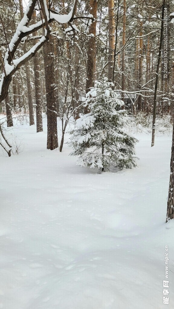 冬日松林雪景