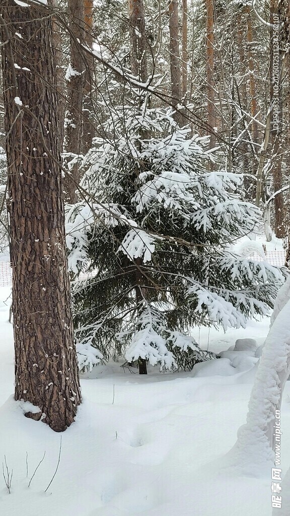 雪覆松林冬日静谧美景