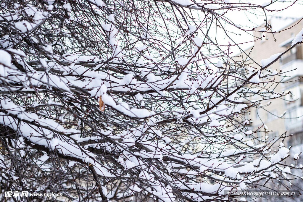 枝头覆雪 冬日静谧景致