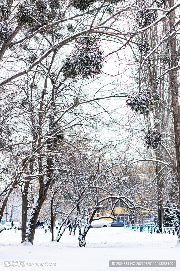 冬日雪覆树林静谧美景