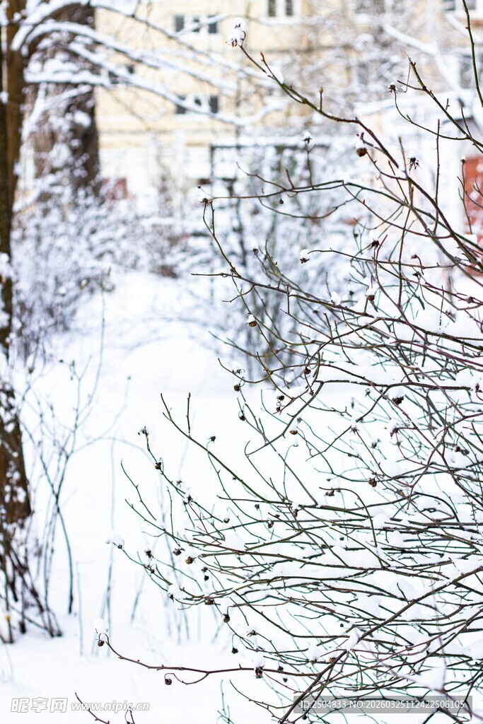 冬日雪景中的光秃树枝
