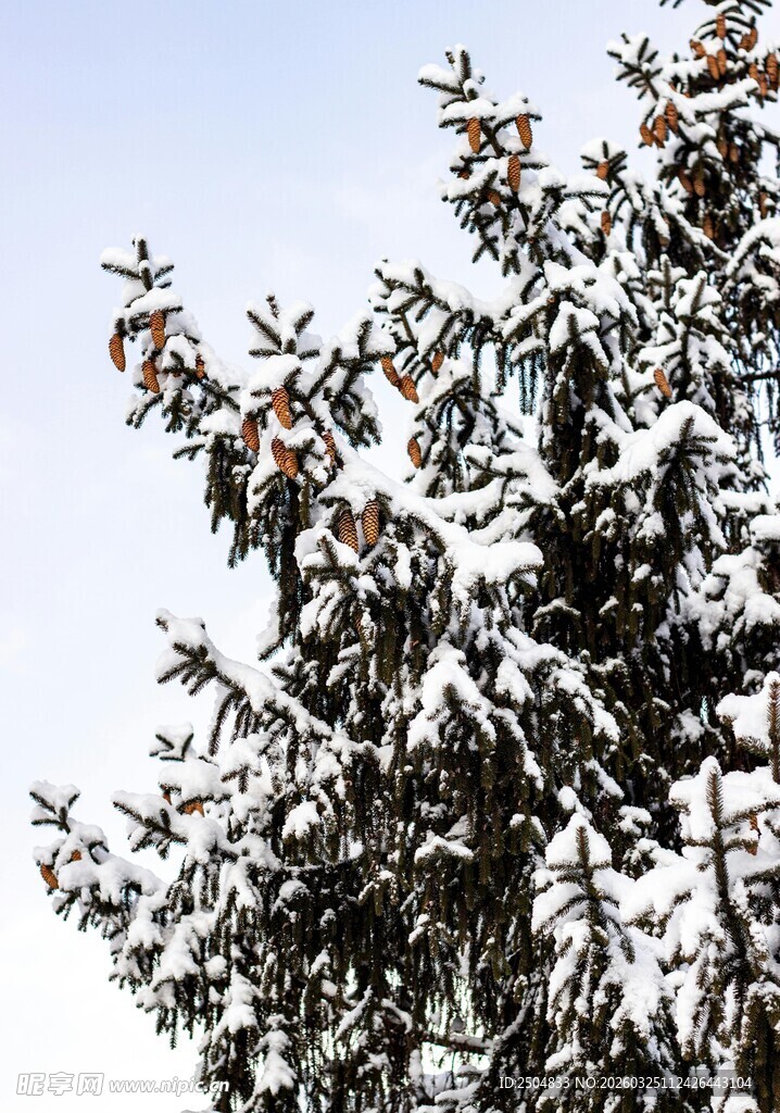 雪覆松树的冬日景致