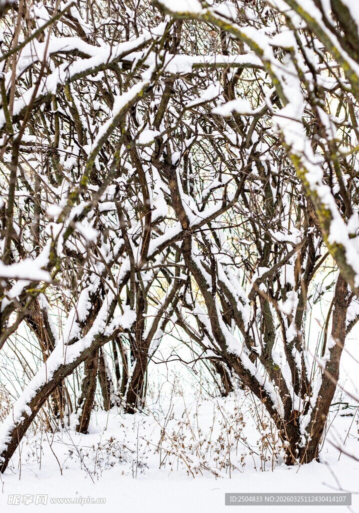 雪覆树枝的冬日景象
