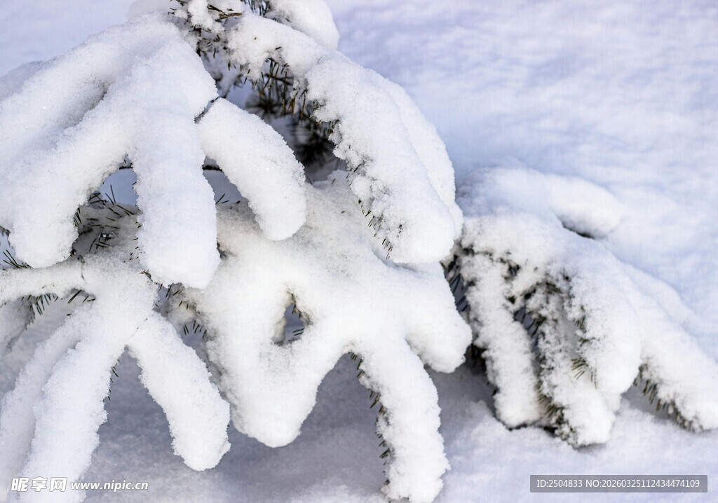 雪覆松枝的冬日美景