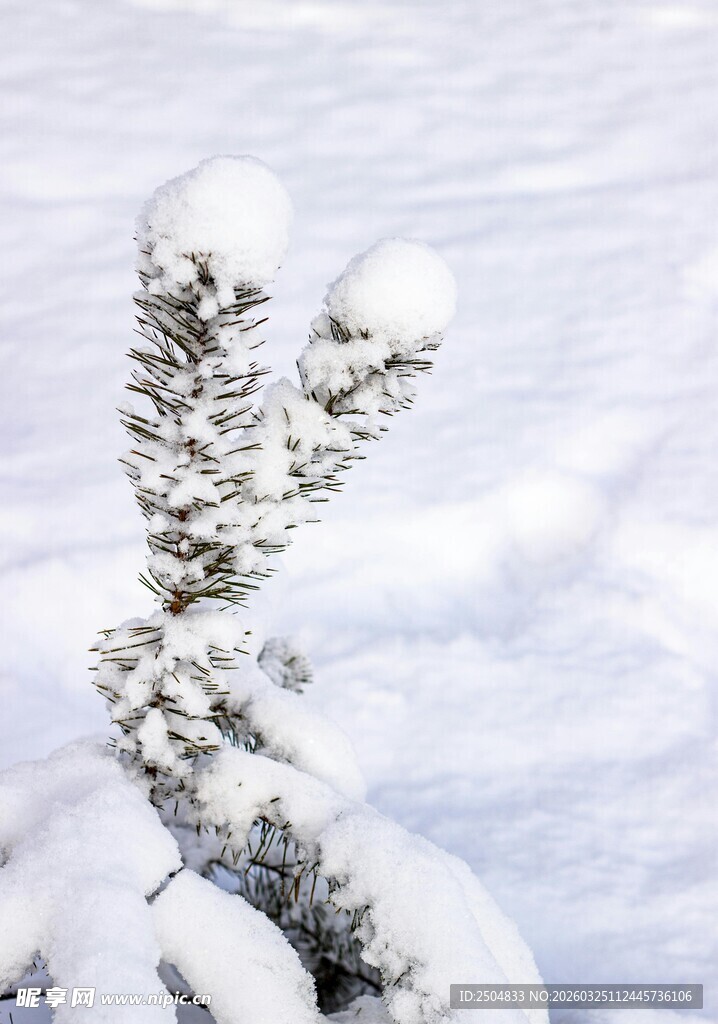 雪覆松枝景