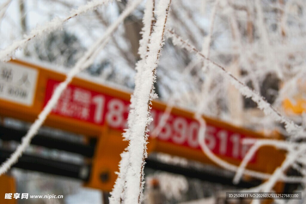 冬日树枝覆冰霜美景