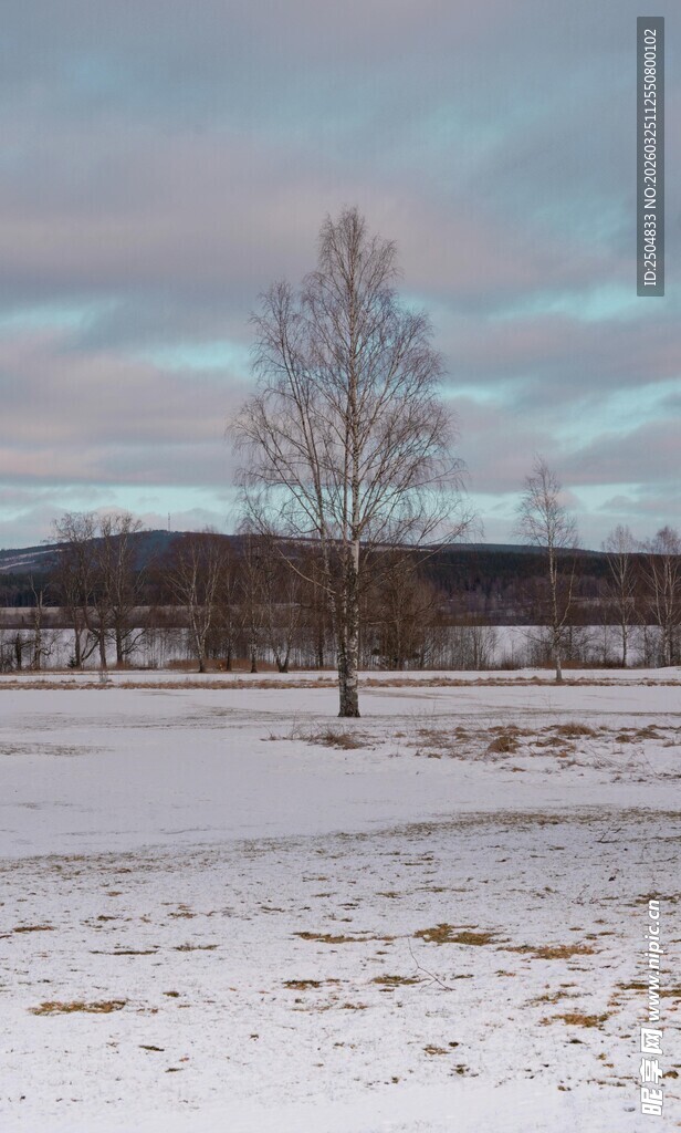 冬日雪野中的孤树