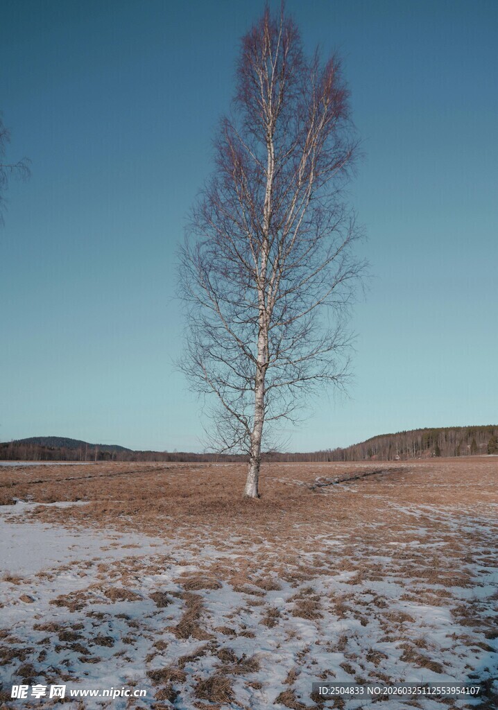 旷野中孤独的光秃树木