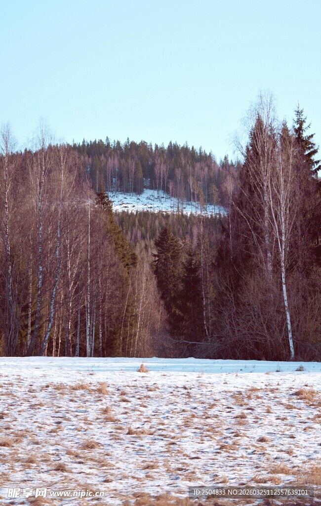 冬日田野旁的葱郁树林