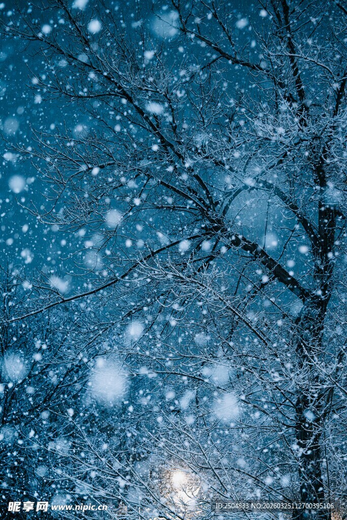 雪夜中的树木与飘雪