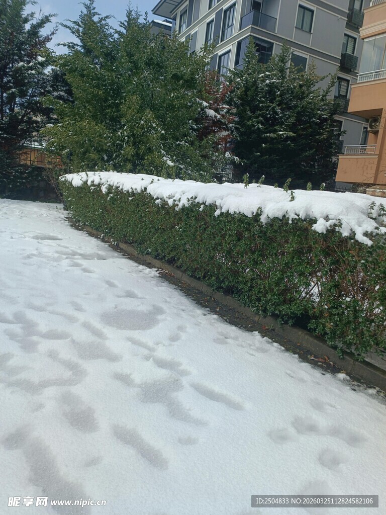 雪覆绿植的冬日景象