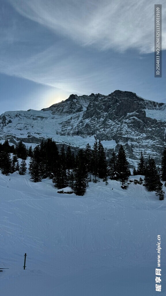 雪山雪景中的茂密树林