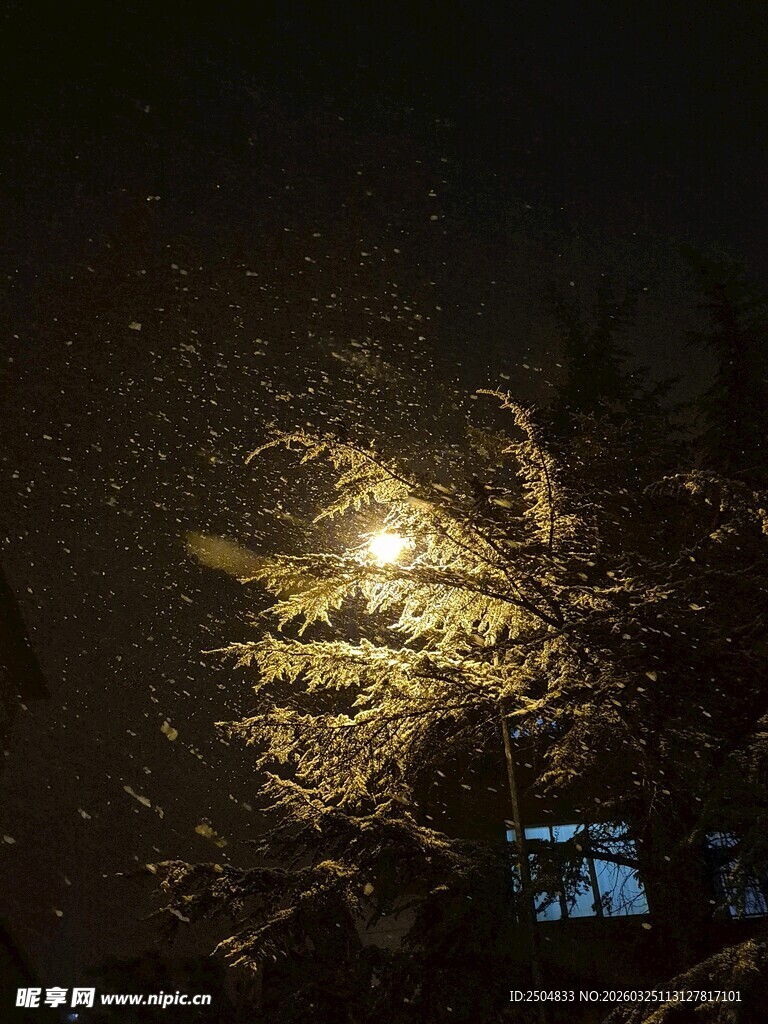 夜中亮灯的树木景观