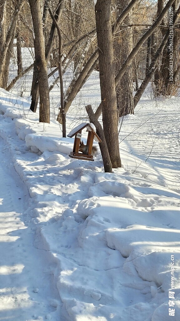 雪地林间的骑行者